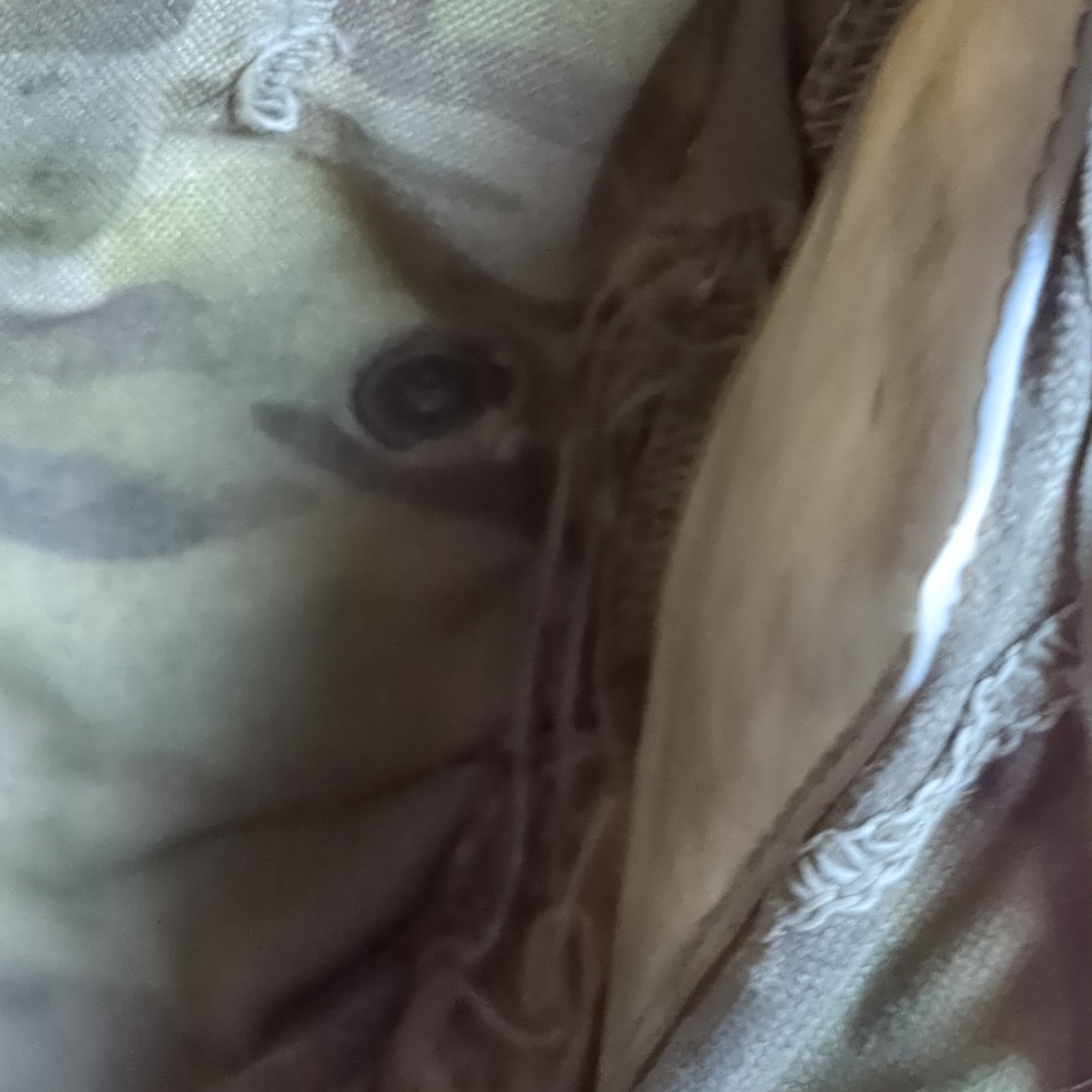 US Army OCP Camo 200 RND Ammo Molle Pouch Used (ca07-ALP14)